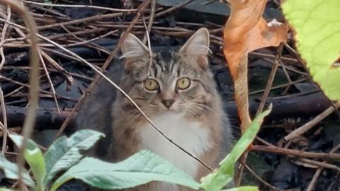 A light-coloured long haired tabby cat with white fur on its chest and yellow eyes looks at the camera from where it is sat behind leaves and branches