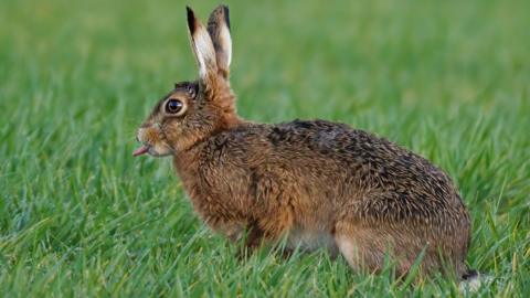 A brown hare sits alert in a lush green field, shown in side profile with long ears upright and its tongue slightly visible against the grass background.
