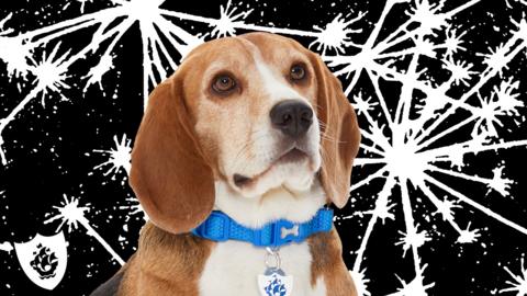 Henry the Blue Peter dog.
