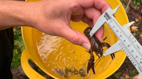 A close-up scene of a person carefully measuring a small, dark brown crayfish. The individual is holding the crayfish in one hand while using calipers with the other hand to determine its length. The measurement is being conducted over a yellow plastic bucket that contains water. The setting appears to be outdoors, as the background includes green foliage and natural ground elements.