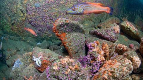 An underwater scene with purple and bright orange creatures attached to rocks. A five-legged white starfish is on one rock and there is a small thin orange fish with three black and pale yellow or white spots on its back. a larger fish has a bright blue tail with orange markings stretching along the top and bottom of its body. It had pale blue colouring along its body with orangey brown spotty markings, with some yellowish-green markings around its mouth towards its gills.