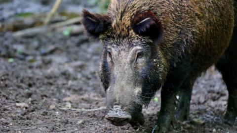 The pig is brown and has a long snout and big fluffy ears.