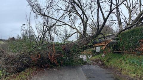 Coeden wedi'i chwythu gan y gwynt yn Llangeitho, Ceredigion
