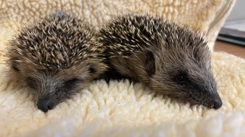 Baby hedgehogs