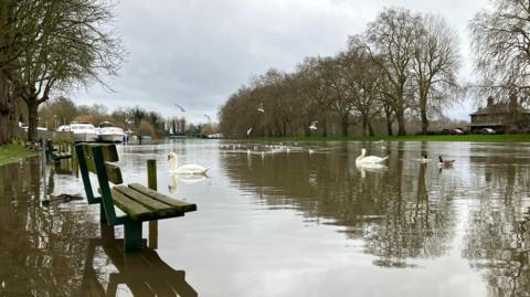 A flooded park with benches that are in the water. Ducks and swans are swimming in it.