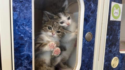 Two white and tabby kittens have their paws against the glass of a pen at an animal rescue charity.