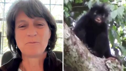 Left, a woman with shoulder length black hair smiles. Right, a monkey.