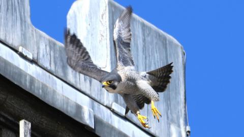 Peregrine falcon in flight with bright yellow feet and rear area of beak. a building can be seen to the side and the sky is a vibrant blue.