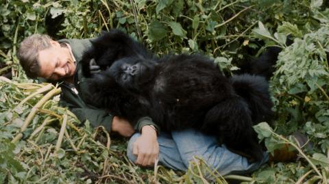 David Attenborough as a younger man smiling with a gorilla lying on him in the jungle 