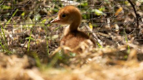 A picture of the crane chick, which is yellow-brown and fluffy. It is standing next to a wire fence.