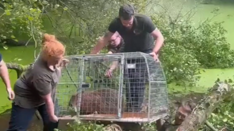 Zoo workers lift Cinnamon, in a cage, out of the pond