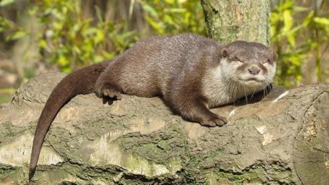 Mimi the otter is napping on a horizontal tree trunk in the sunshine. She has shiny brown fur, which is white around her eyes and neck. Her long tail is draped down along the trunk.