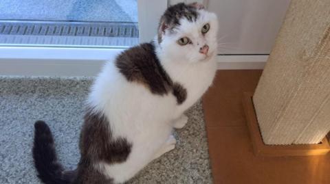 A brown and white cat with green eyes sat on a carpet looking up at the camera. The cat has a pink nose and no ears. 