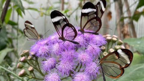 Glass wings butterflies