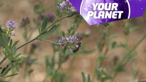 Flowers and bees