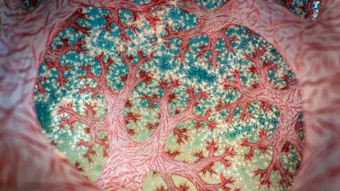 Inside out view of cauliflower coral 