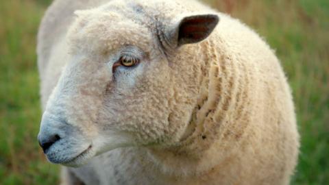 A close up sheep which is looking away from the camera. It is stood in a grass field. 