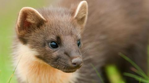 Pine marten with brown and white fur looking to the side