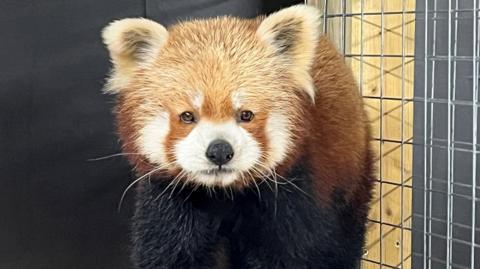 A red panda with brown fur and white whiskers in what looks like a wire mesh cage