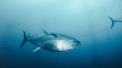 Bluefin tuna is pictured in the waters. The fish is silver with a small face.