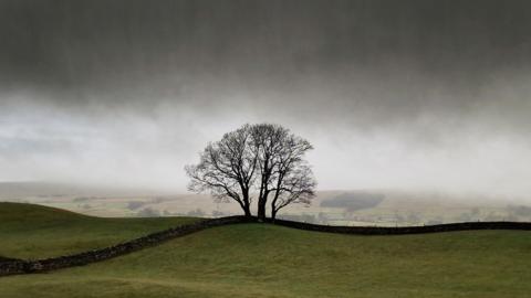 Bare leaved tree standing in the middle of undulating hills with stormy grey skies above 