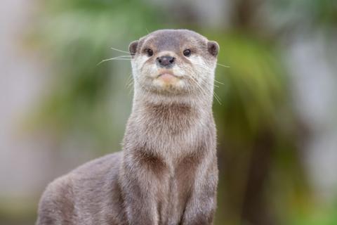 Otter