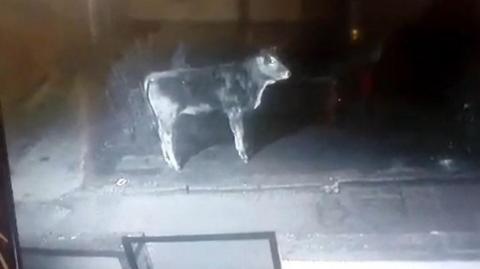 CCTV footage of the bullock