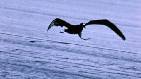 An albatross takes flight from a beach.