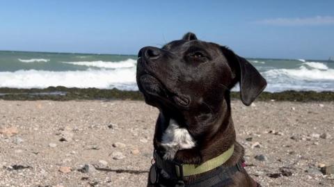 A black dog is looking up in the air. He is wearing a green collar and is sat on a rocky beach with wild surf in the background.