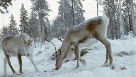 Deers in the snow