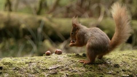A close up photo of the squirrel eating nuts on a tree branch