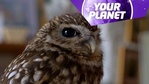 An owl and the your Planet logo