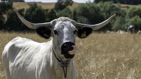 A large white cow with horns licks its lips while standing in a sunny field. Flies are flying around its face.