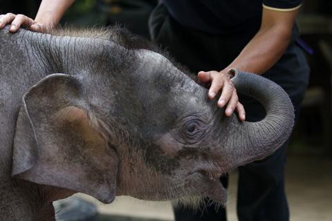 Baby Bornean elephant