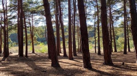 The part of Horsell Common, Woking, where the Martians landed in H.G. Wells' The War of the Worlds. Trees now cover the land.