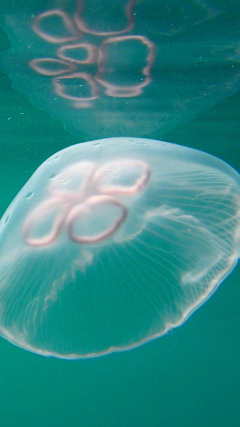 Moon jellyfish
