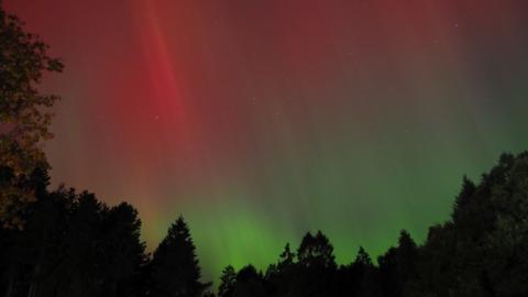 A picture of the northern lights. The sky bright pink at the top of the image and green light beams stretch from the bottom to the top of the picture with the outline of evergreen trees all along the bottom. 