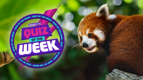 red panda