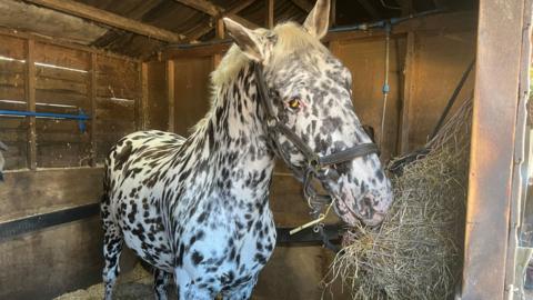 A white horse with grey spots in a stable eating hay