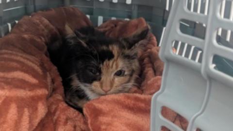 A picture of a black and orange cat laying on a orange blanket in a grey and blue cat carrier.