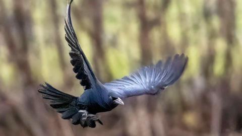 A bird with shiny, black feathers and a large, fanned-out tail soars through the air with its wings spread