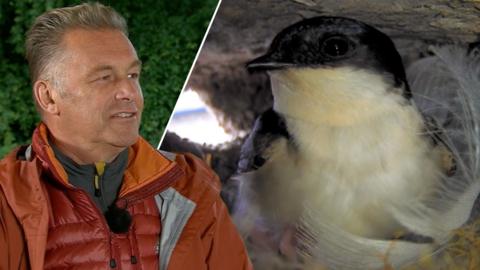 Chris Packham and a house martin in its nest
