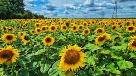 Sunflower field 