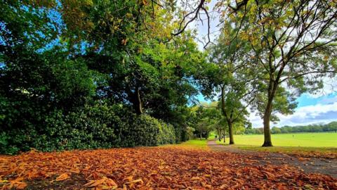 Orange and brown leaves on the ground with trees and bushes behind and blue sky above