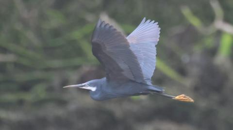 Western reef heron flying in sky