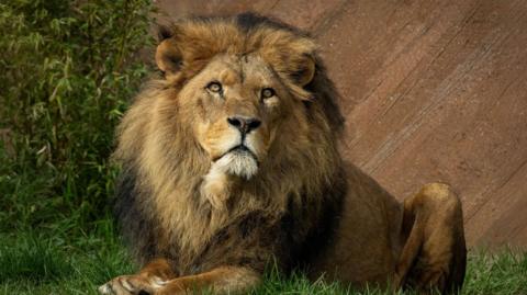 An African male lion pictured sitting on grass.