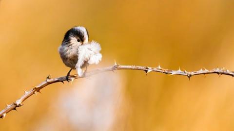 Bird on a branch