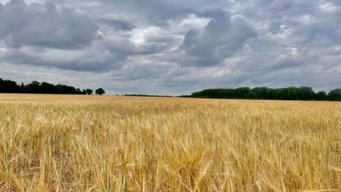 Thick grey cloud above dry grassland 