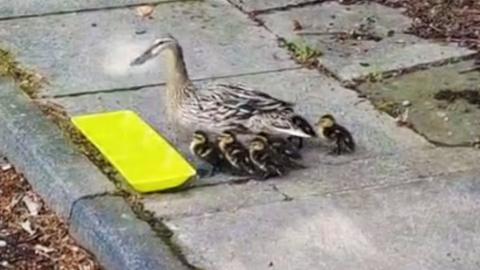 A duck and six ducklings drinking from a yellow tray by the kerbside