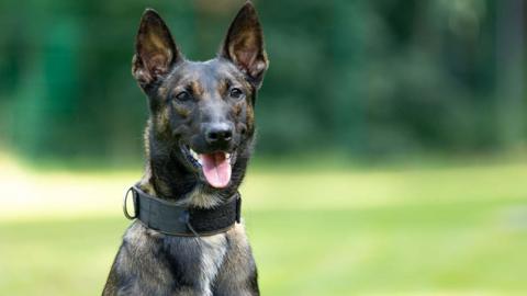 A brown Belgian Malinois-cross with its tongue out and a black collar on.